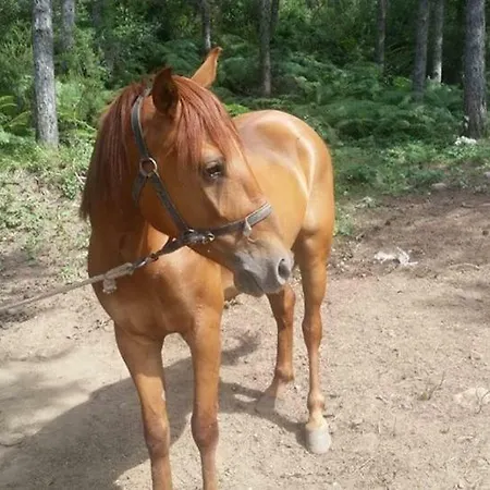 Castle Nolana Отель 3*